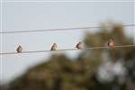 Linnets on wire