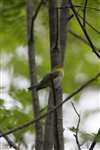 Wood warbler, Scene, Rowardennan