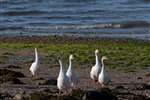 domestic white geese