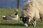 Blackface sheep and Greylag goose