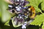 Bumble bee on Bugle