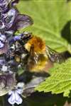 Bumble bee on Bugle