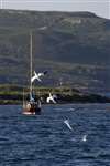 Great Cumbrae; gannet;diving