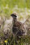 Red grouse chick