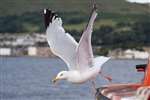 Herring Gull on Cumbrae Ferry Loch Shira