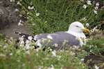 Lesser Black-backed Gull on nest