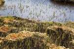Sphagnum Moss, Forsinard Flows