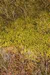 Sphagnum Moss, Forsinard Flows