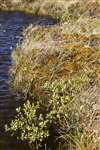 Lochside vegetation, Forsinard Flows