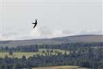 Swift in flight, Perthshire