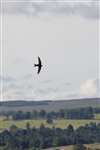 Swift in flight, Perthshire