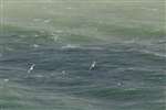 Gannets (Morus bassanus) in flight, Mull of Galloway