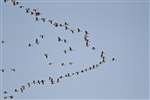 Skein of Pink-footed geese in flight, Skinflats