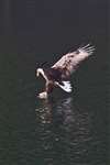 White tailed eagle fishing, Skye