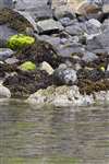 Common seal, Loch Portree, Skye