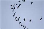 Pink-footed geese over Skinflats, Firth of Forth
