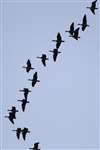 Pink-footed geese over Skinflats, Firth of Forth