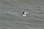 Little Gull in flight over the North Sea