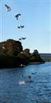 Lowes Osprey diving sequence