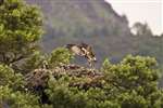 Osprey family on nest, Loch of the lowes
