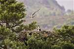 Young Ospreys taking off and landing