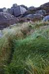 Otter path and Otter spraint enriched dark green grass