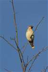 Waxwing in a tree