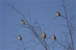 Group of Waxwings in a tree