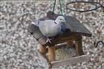 Collared dove on bird table