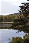Reflections in Lochan Mor near Coylumbridge
