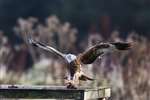 Red kite swooping down on feeding table