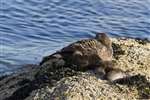 Eider Duck mother and young sleeping