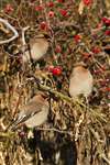 Waxwings on Rose hips
