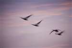 Whooper Swans against sunrise, Caerlaverock