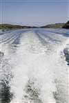 Wake of Sealife Adventures boat