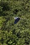 Grey heron in flight, Ballachuan Hazel Wood