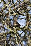 Tree Sparrow perching