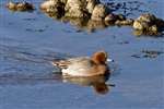 wigeon male swimming with reflection