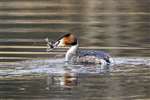 Great crested grebe with fish