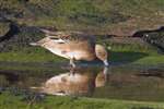 female wigeon grazing with reflection