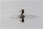 Great Crested Grebe fishing