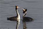 Great Crested Grebe pair head shaking