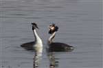 Great Crested Grebe pair head shaking