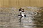 Great Crested Grebe weed dance