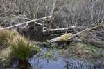 Flooded forest and trees felled by Beavers