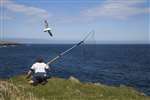 Catching Fulmars, Caithness