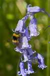 A bumble bee pollenating bluebells