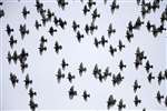 Starlings in flight, Thornhill
