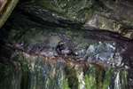 Shag on cave nest, Bressay