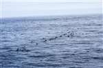 Common Guillemots on the sea off Noss